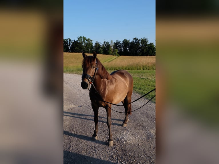 Huzule Wallach 12 Jahre 145 cm Falbe in Sonnenb&#xFC;hl