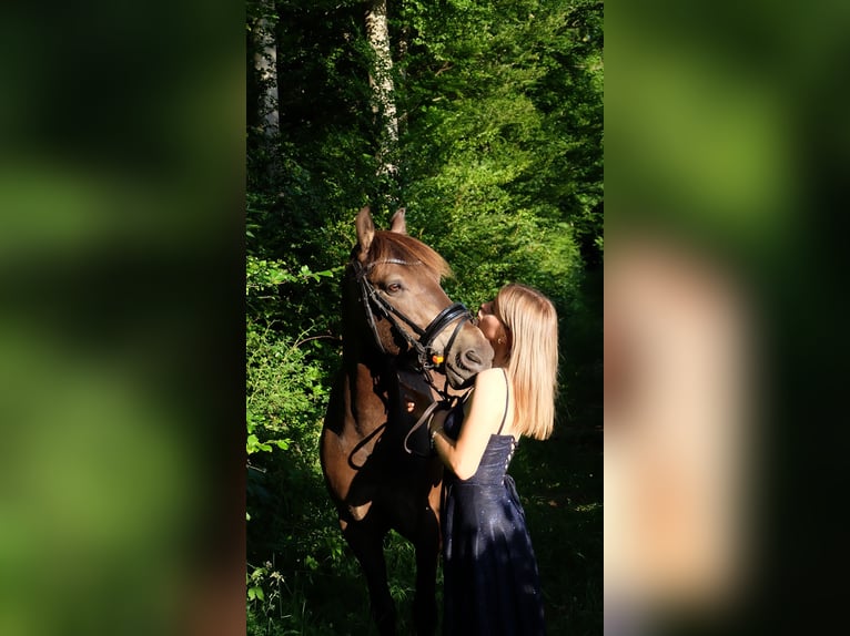Huzule Wallach 12 Jahre 145 cm Falbe in Sonnenb&#xFC;hl