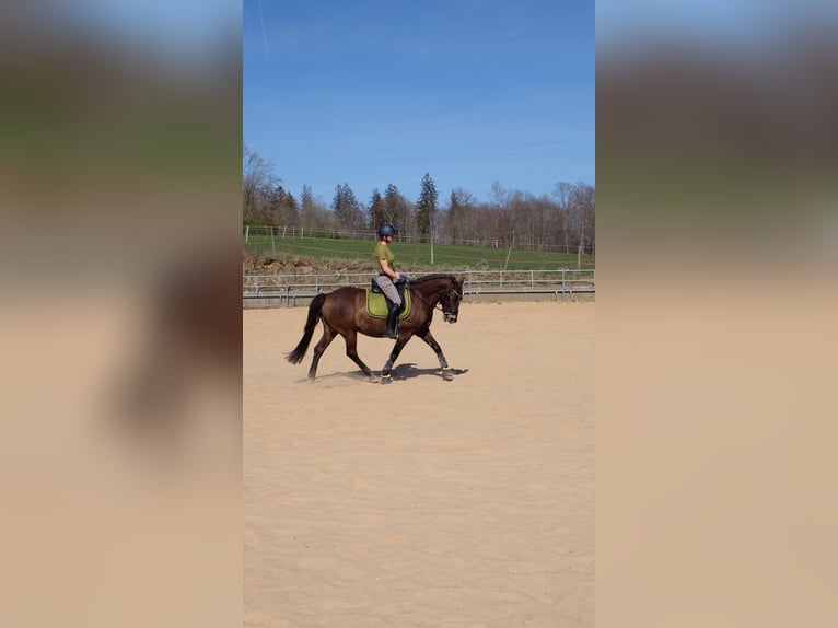 Huzule Wallach 12 Jahre 145 cm Falbe in Sonnenb&#xFC;hl
