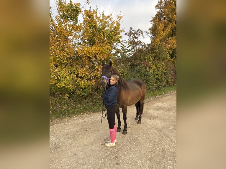 Huzule Wallach 12 Jahre 145 cm Falbe in Sonnenb&#xFC;hl