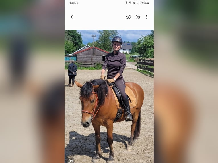 Huzule Mix Wallach 12 Jahre 146 cm Brauner in Velbert