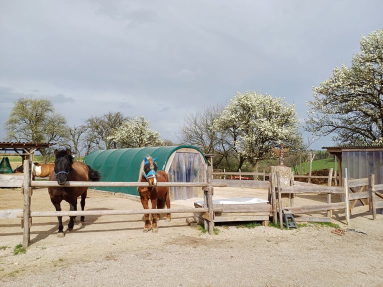 Huzule Wallach 12 Jahre 148 cm Falbe in Steyr