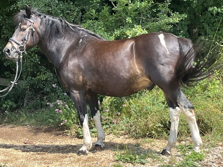 Huzule Wallach 13 Jahre 147 cm Schecke in Ursensollen