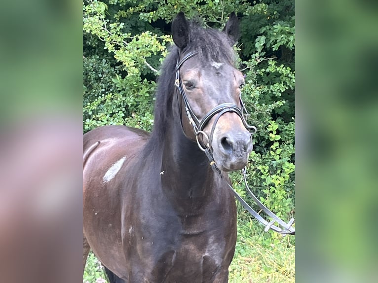 Huzule Wallach 13 Jahre 147 cm Schecke in Ursensollen
