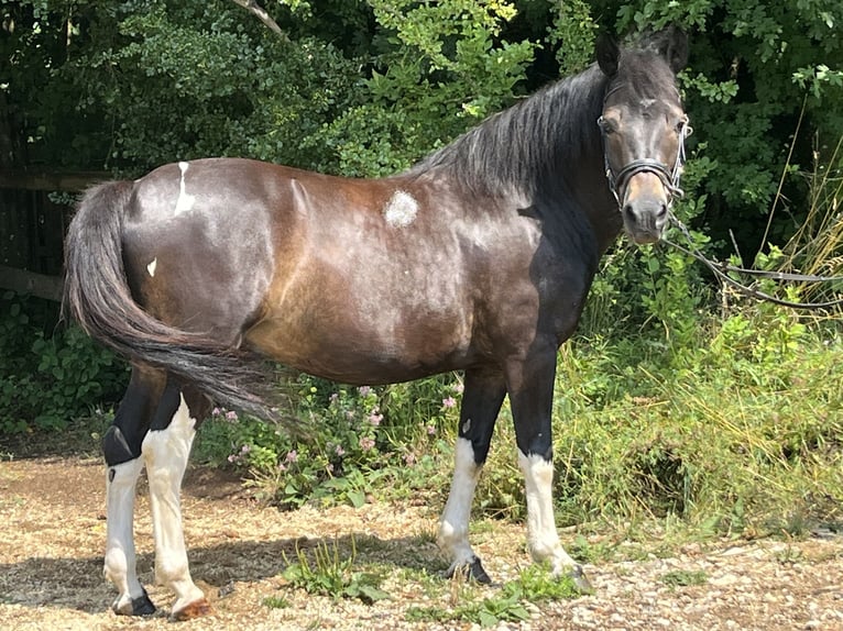 Huzule Wallach 13 Jahre 147 cm Schecke in Ursensollen