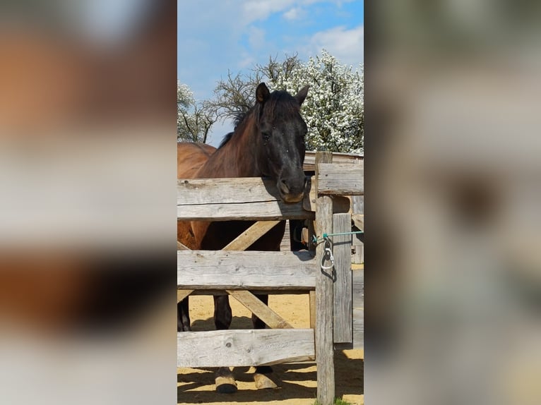 Huzule Wallach 13 Jahre 148 cm Falbe in Vestenthal