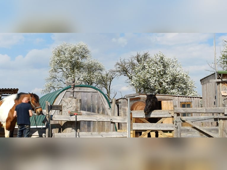 Huzule Wallach 13 Jahre 148 cm Falbe in Vestenthal