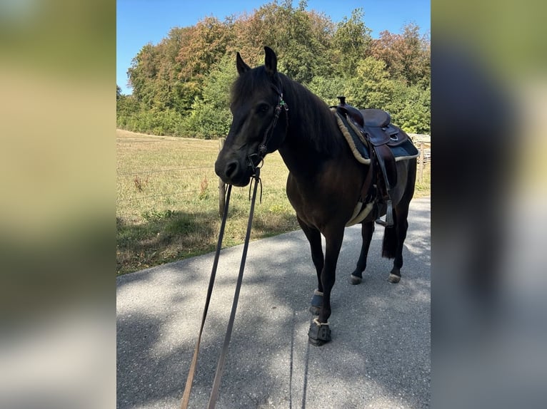 Huzule Wallach 13 Jahre 148 cm  in Altenriet