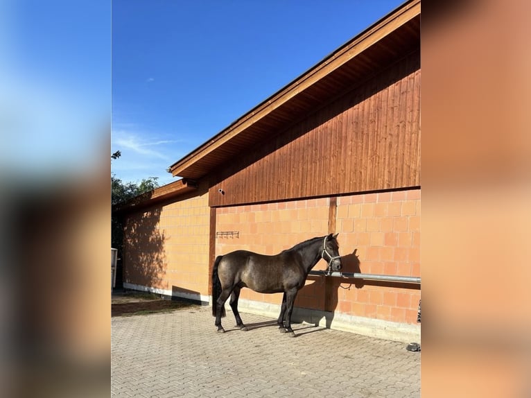 Huzule Wallach 13 Jahre 148 cm  in Altenriet