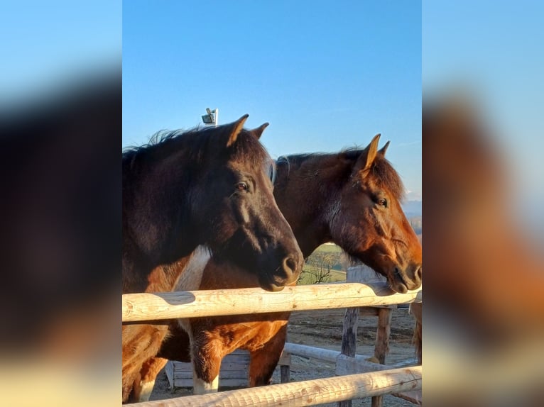 Huzule Wallach 13 Jahre  in Vestenthal
