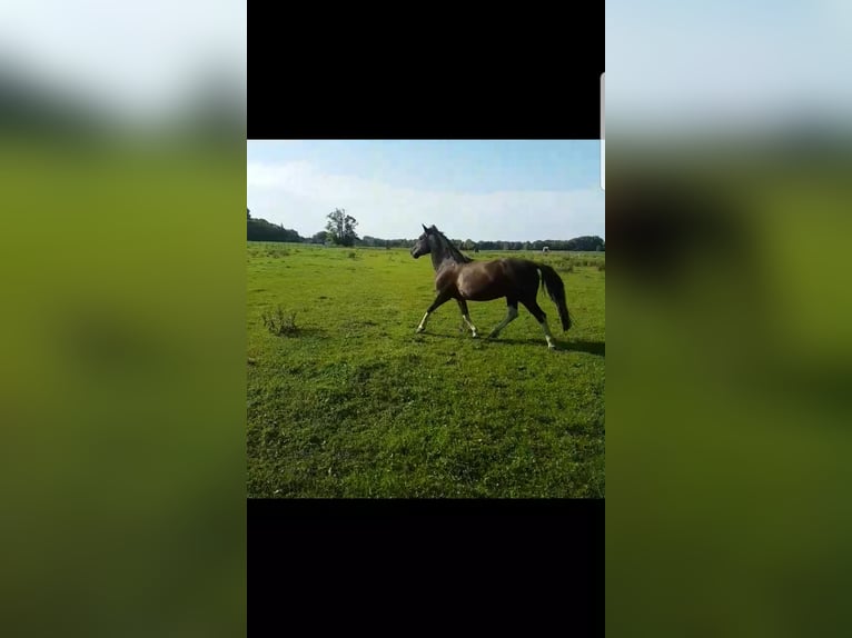 Huzule Wallach 14 Jahre 148 cm Schecke in Moosining