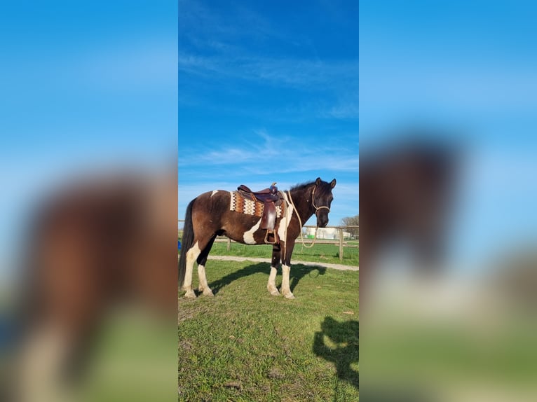 Huzule Wallach 14 Jahre 148 cm Schecke in Moosining