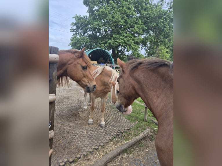 Huzule Wallach 14 Jahre 150 cm Dunkelfuchs in Hauset