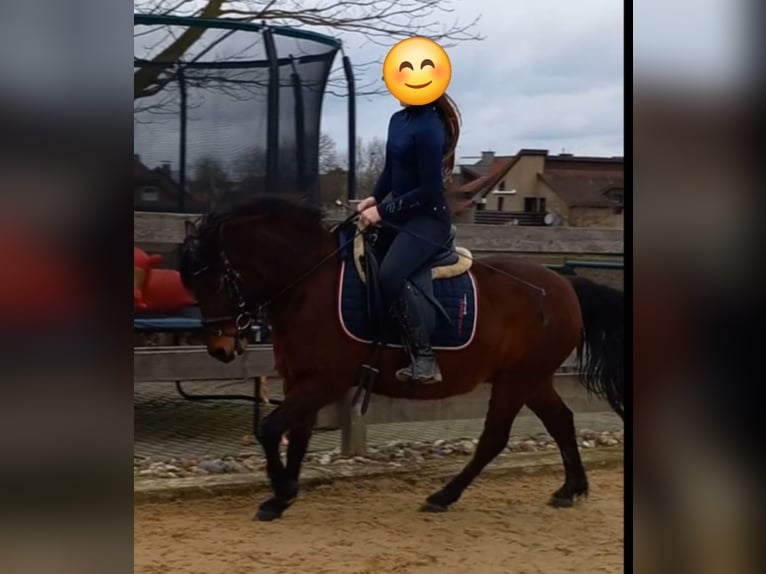 Huzule Wallach 15 Jahre 130 cm Dunkelbrauner in Werl