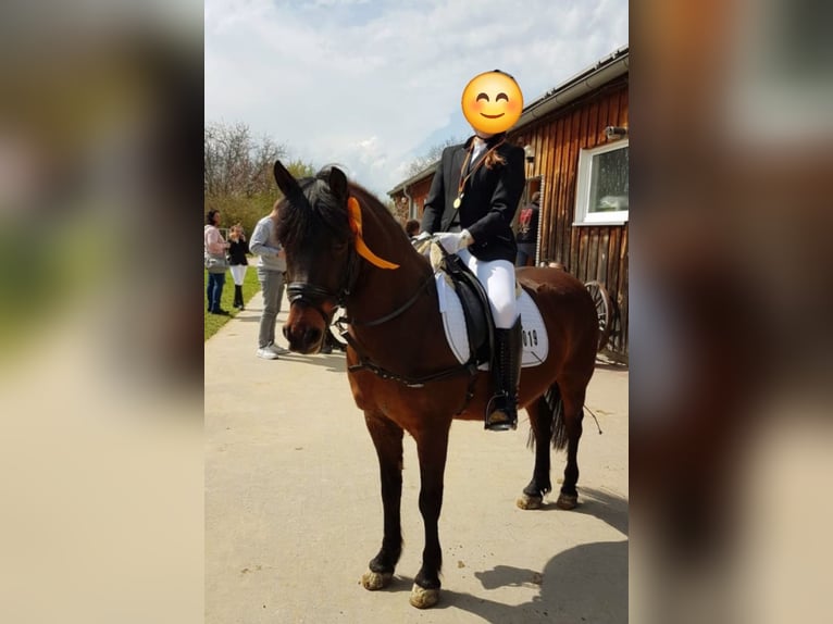 Huzule Wallach 15 Jahre 130 cm Dunkelbrauner in Werl