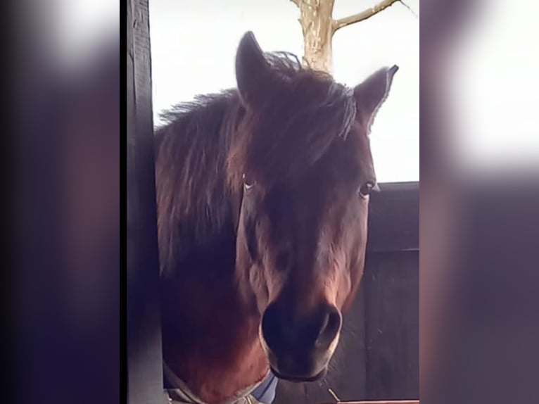 Huzule Wallach 15 Jahre 130 cm Dunkelbrauner in Werl