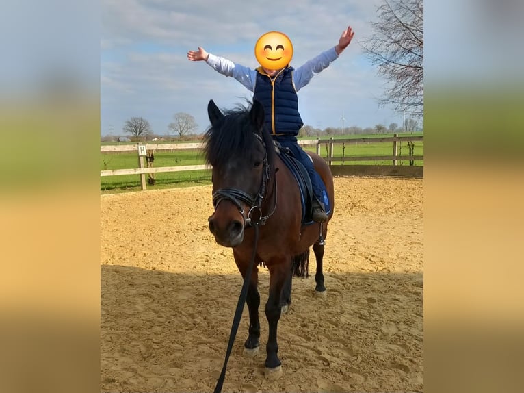 Huzule Wallach 15 Jahre 130 cm Dunkelbrauner in Werl