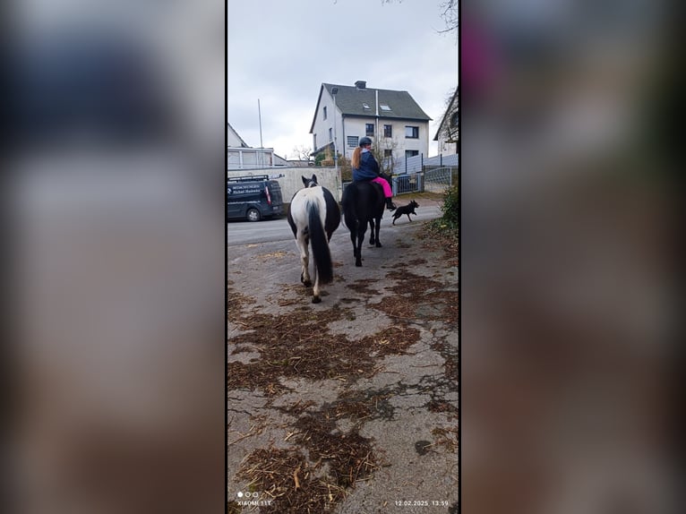 Huzule Wallach 15 Jahre 145 cm Rappe in Iserlohn Huzule Wallach 15 Jahre 145 cm Rappe in Iserlohn