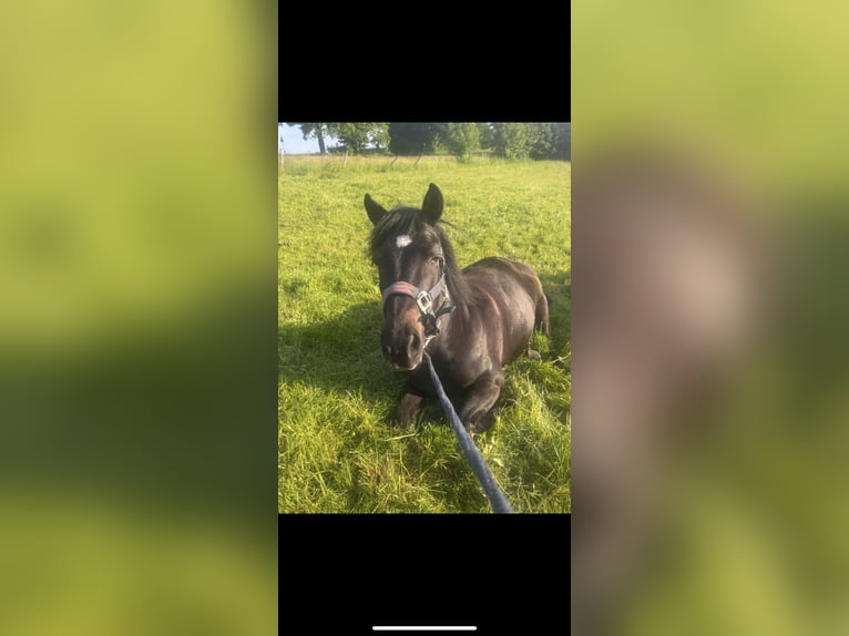 Huzule Wallach 16 Jahre 145 cm Rappe in Iserlohn