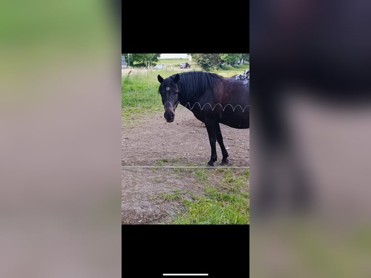 Huzule Wallach 16 Jahre 145 cm Rappe in Iserlohn