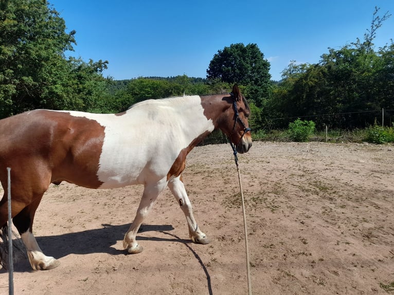 Huzule Wallach 17 Jahre 140 cm Schecke in Suhl