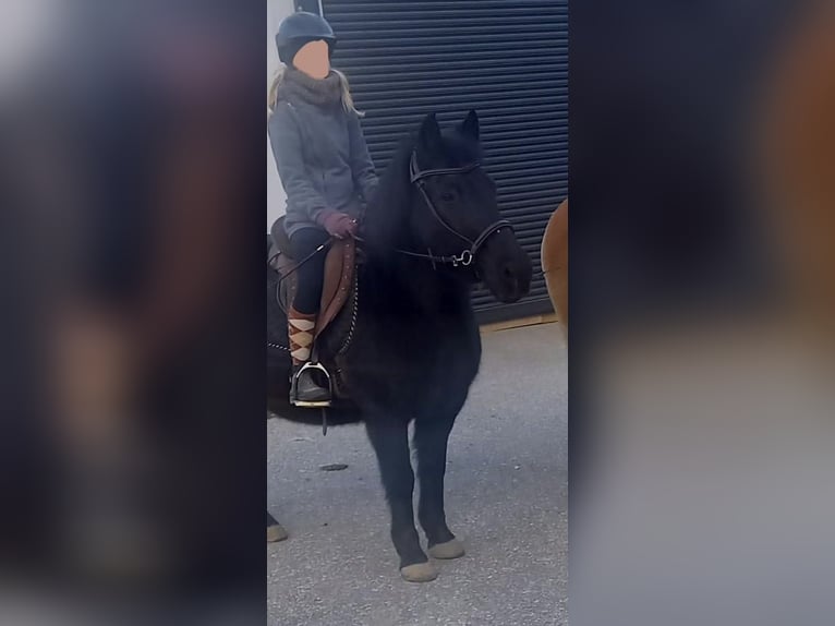 Huzule Wallach 20 Jahre 143 cm Dunkelbrauner in Oberndorf/Melk