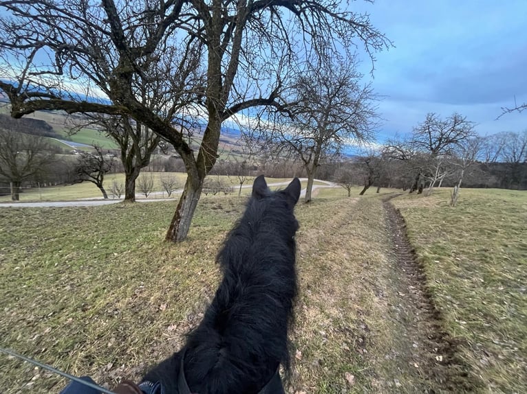 Huzule Wallach 20 Jahre 143 cm Dunkelbrauner in Oberndorf/Melk