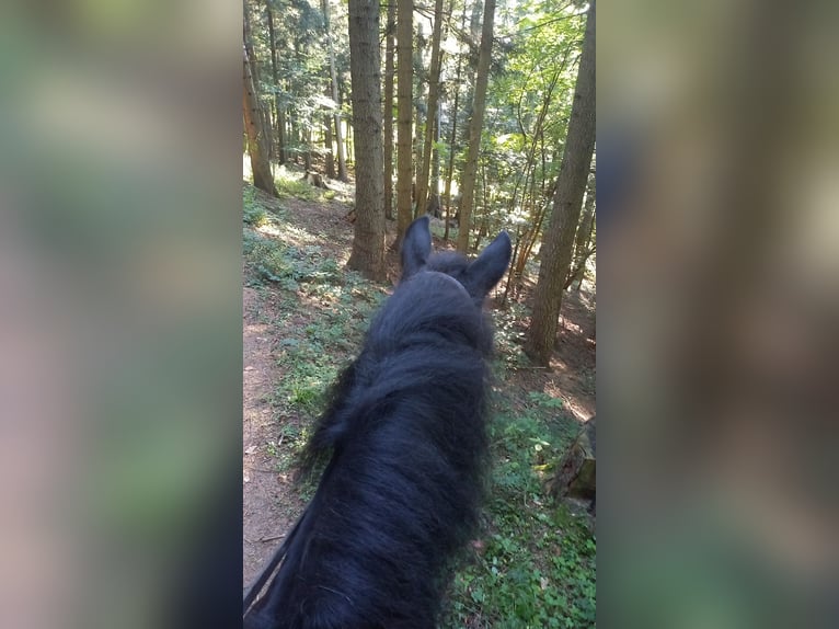 Huzule Wallach 20 Jahre 143 cm Dunkelbrauner in Oberndorf/Melk