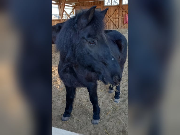 Huzule Wallach 20 Jahre 143 cm Dunkelbrauner in Oberndorf/Melk