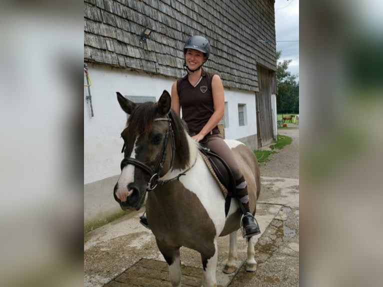 Huzule Wallach 21 Jahre 138 cm Schecke in Seekirchen