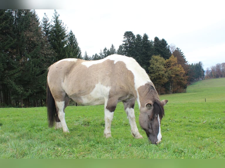 Huzule Wallach 21 Jahre 138 cm Schecke in Seekirchen