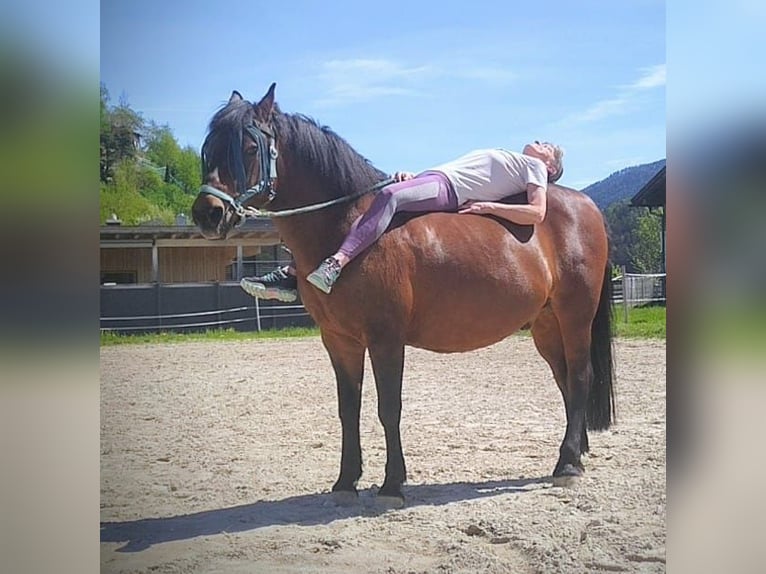 Huzule Wallach 21 Jahre 148 cm Brauner in Axams