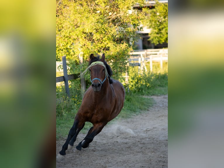 Huzule Wallach 21 Jahre 148 cm Brauner in Axams