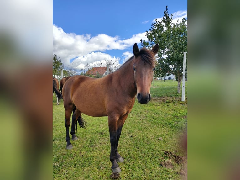 Huzule Wallach 2 Jahre 133 cm Rotbrauner in Grodziczno