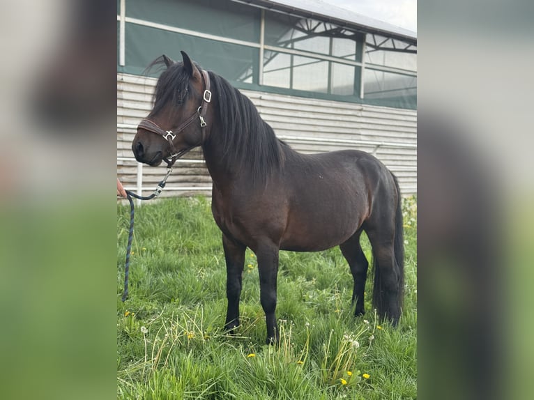 Huzule Wallach 3 Jahre 140 cm Rotbrauner in Kąty