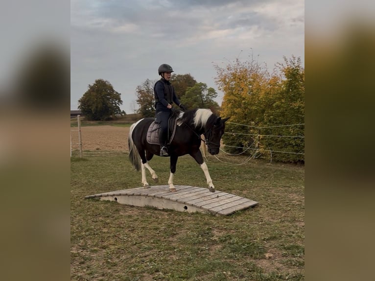 Huzule Wallach 3 Jahre 140 cm Schecke in Westerheim