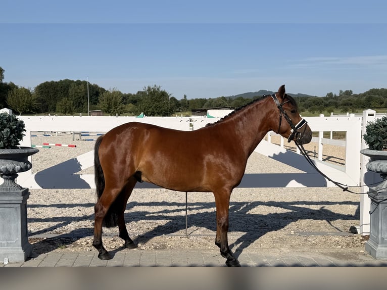 Huzule Wallach 3 Jahre 143 cm Brauner in Riedlingen