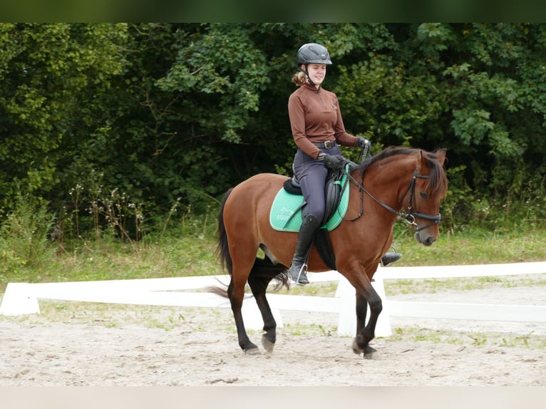 Huzule Wallach 3 Jahre 143 cm Falbe in Ramsau