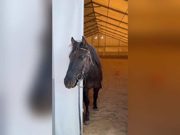 Huzule Wallach 3 Jahre 145 cm Buckskin in Lutzmannsburg