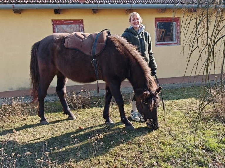 Huzule Wallach 3 Jahre 145 cm Buckskin in Lutzmannsburg