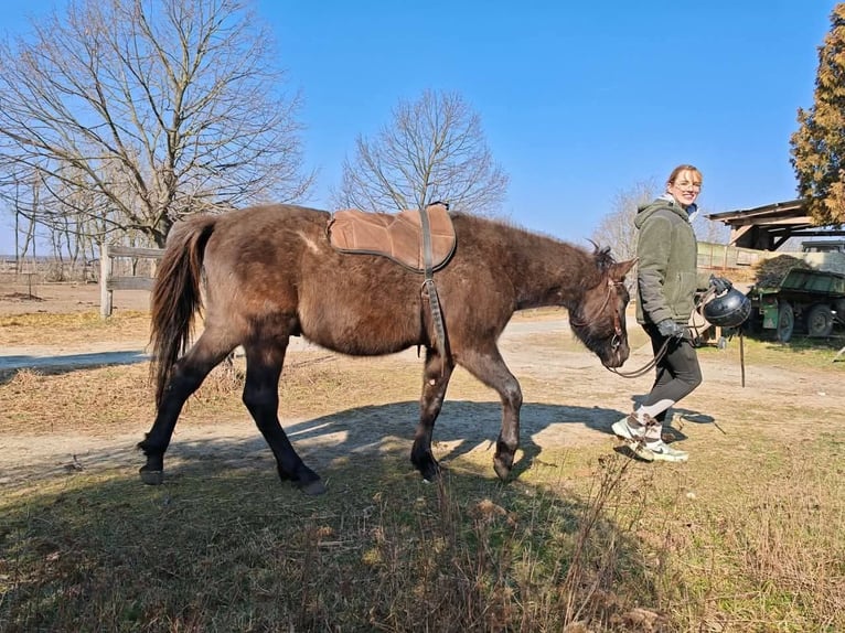 Huzule Wallach 3 Jahre 145 cm Buckskin in Lutzmannsburg
