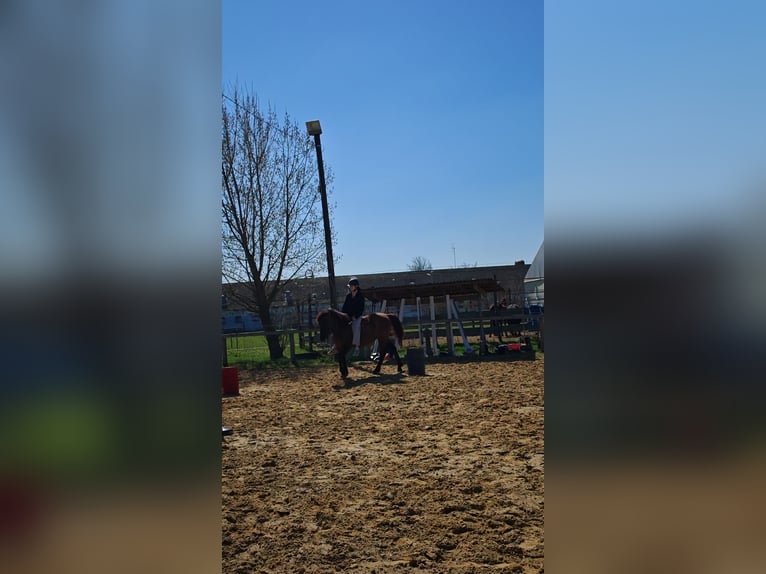 Huzule Wallach 3 Jahre 145 cm Buckskin in Lutzmannsburg