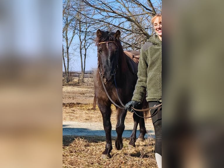Huzule Wallach 3 Jahre 145 cm Buckskin in Lutzmannsburg