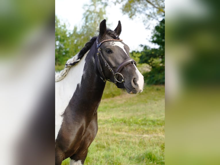 Huzule Wallach 3 Jahre 148 cm Schecke in Buchholz in der Nordheide