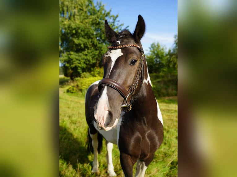 Huzule Wallach 3 Jahre 148 cm Schecke in Buchholz in der Nordheide