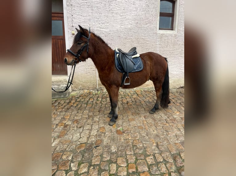 Huzule Wallach 4 Jahre 138 cm Brauner in Mertendorf