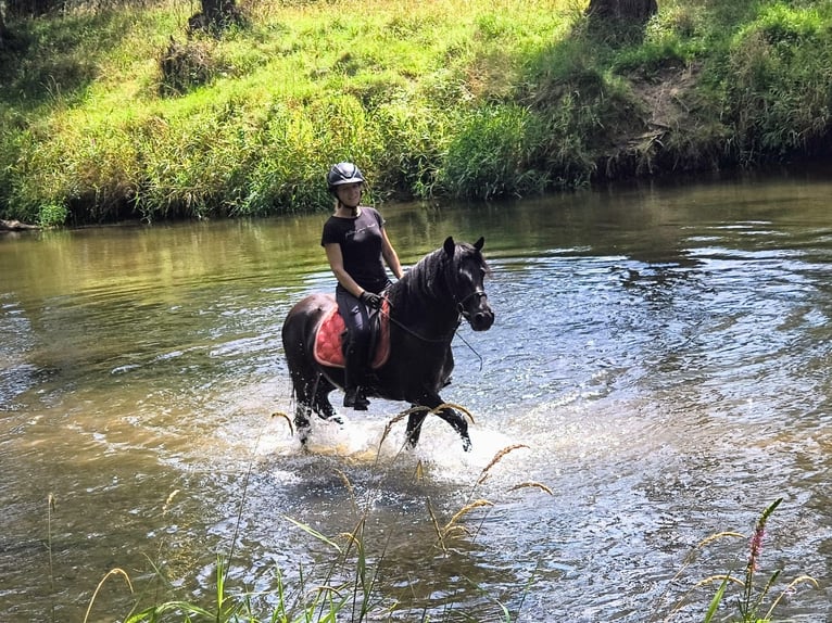 Huzule Wallach 4 Jahre 138 cm Roan-Blue in Leszno Dolne