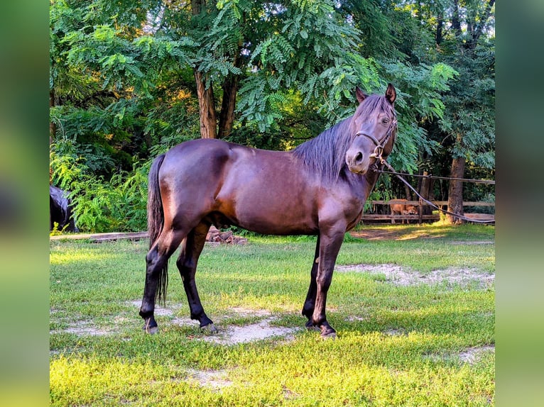 Huzule Wallach 4 Jahre 138 cm Roan-Blue in Leszno Dolne