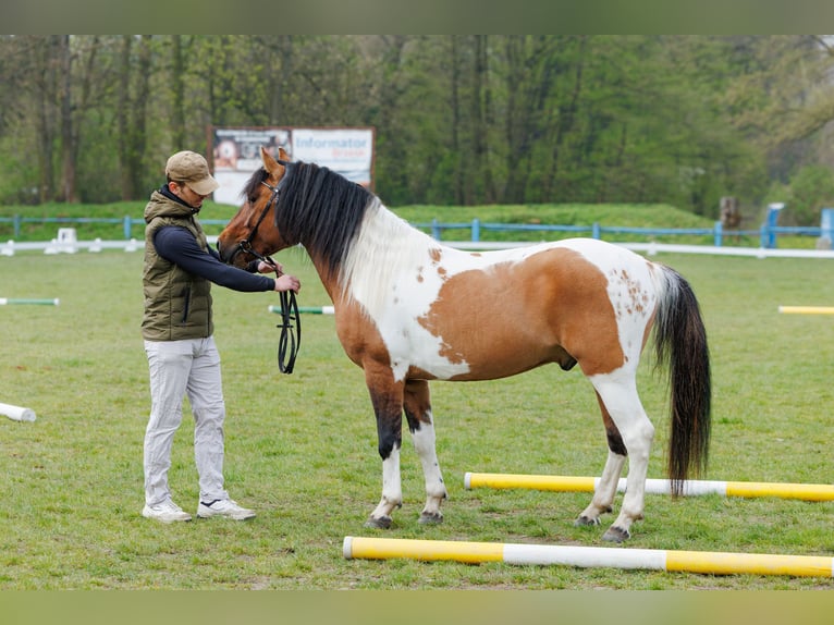 Huzule Wallach 4 Jahre 141 cm Schecke in Młodzianów