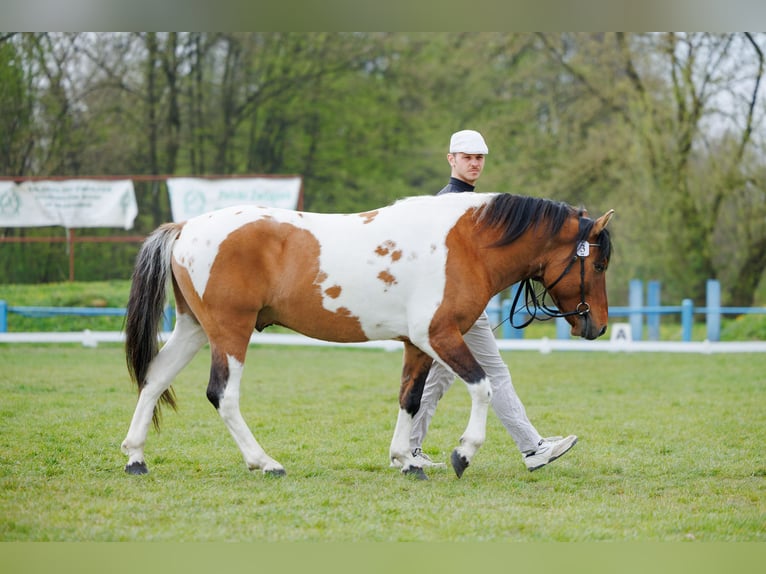 Huzule Wallach 4 Jahre 141 cm Schecke in Młodzianów